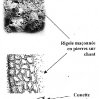 shema-rigole2.jpg