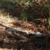 Le sentier ancestral est régulièrement aménagé de cunelles en pierres sèches