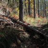 Les premiers troncs qui jonchent le sentier